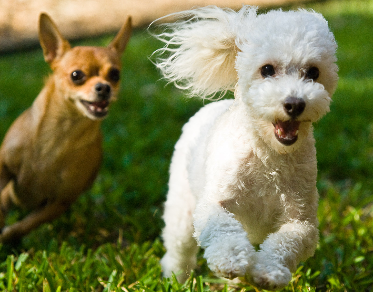 parkstreet-dogsracing-1140