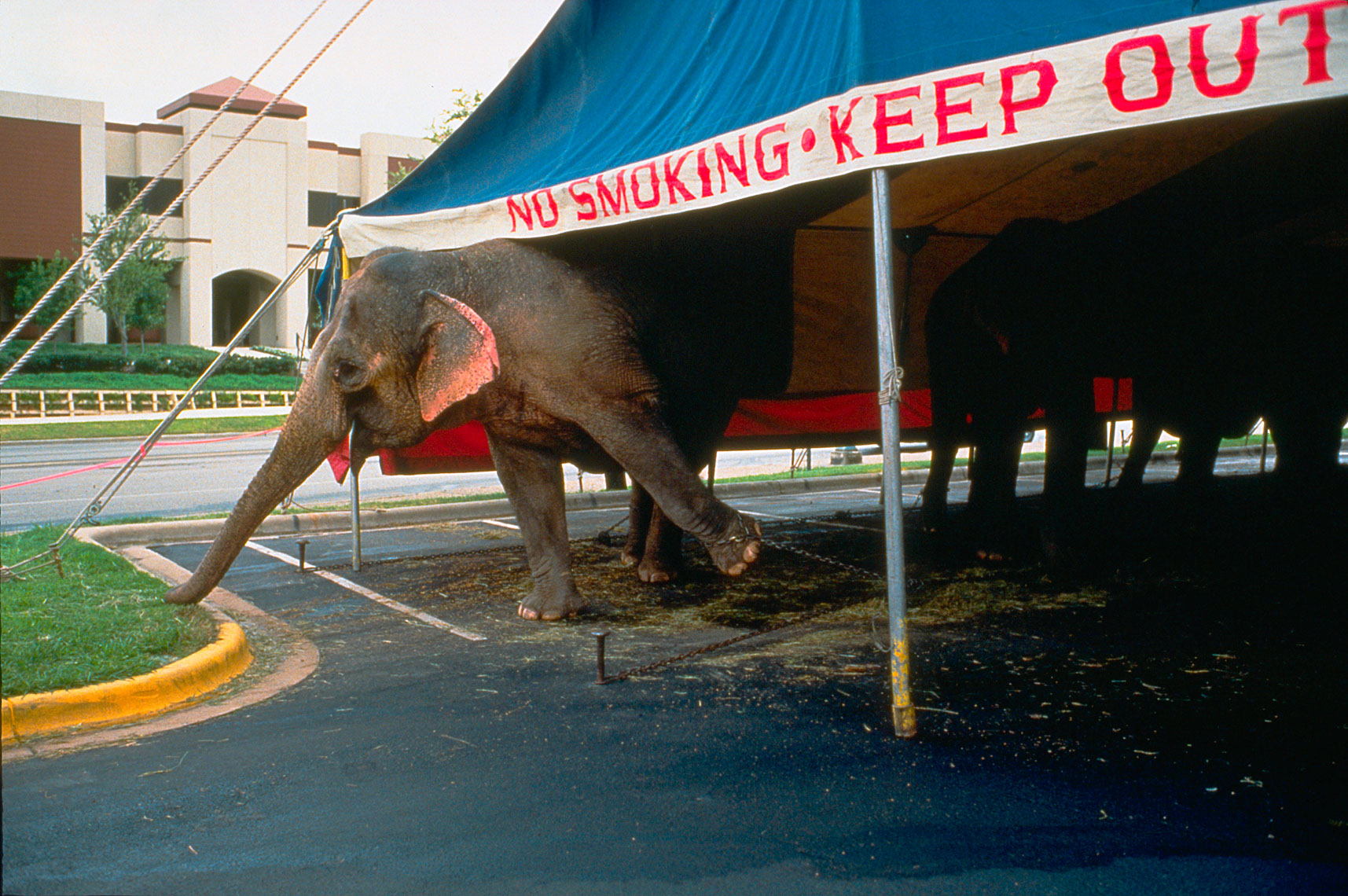 No Smoking Elephant
